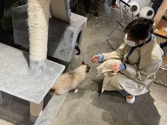 -浣熊柯尔鸭土拨鼠·电玩咖