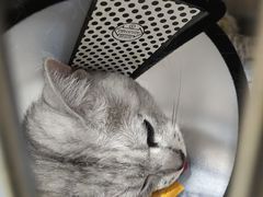 -米苏动物医院·犬猫专科·骨科外科内窥镜