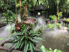 -呀诺达热带雨林