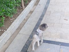 -中农国际动物医院24小时·猫科·骨科·急重症中心