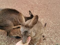 -费瑟代尔野生动物园