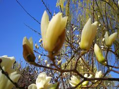 -大兴滨河森林公园