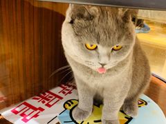 -藏猫猫咖啡主题馆(中央大道店)