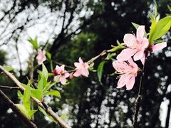 -打绳米面老店(打绳巷二中店)