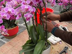 -龙大花卉苗木市场