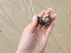 -贝壳沙滩