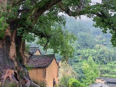 -杨家堂村