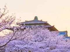 -武汉大学-樱园