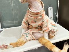 -和它·交个朋友·狗咖猫咖(爱琴海店)