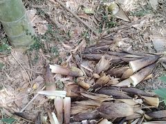 -上海佘山国家森林公园天马山园