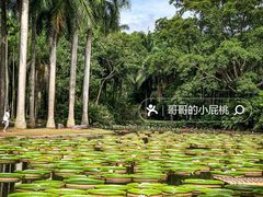 -中国科学院西双版纳热带植物园