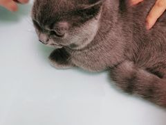 -宠福鑫康馨动物医院·骨科·眼科