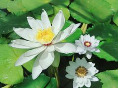 -国家植物园南园