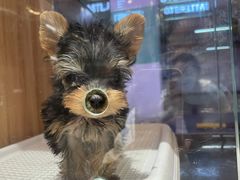 -FAELING PETS美天灵宠物(富力广场店)