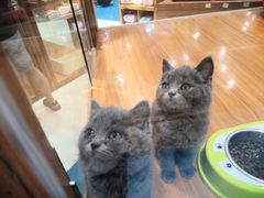 -龟与熊猫宠物公园(南坪店)