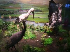 -陕西自然博物馆