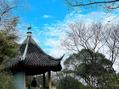 -香雪海