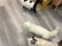 -BABIT巴比特宠物(MOMOPARK店)