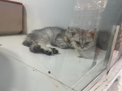 -1013 PET SHOP精品宠物商店(丁香店)