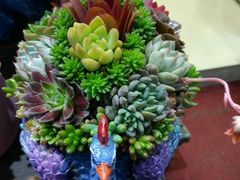 -万商花鸟市场