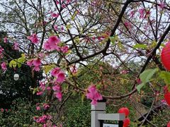 -广州市帽峰山景区