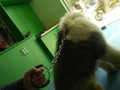 -爱牧宠物医院·猫专科·骨科·内窥镜(甪直店)