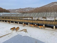 -横道河子东北虎林园
