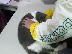 -西安京西宠物医院·瘫痪·疑难杂症