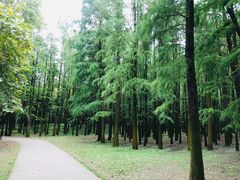 -共青国家森林公园-南大门停车场