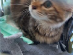 -博特宠物医院24h犬猫全科.骨科·异宠