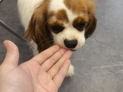 -有喵·猫咖·狗咖·30几只猫10只小狗(岗厦店)