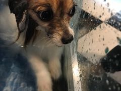 -Oh My Dog宠物沙龙(伊珊娜皮毛护理店)