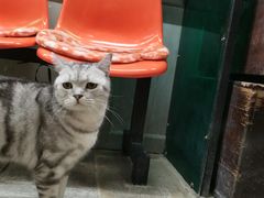 -猫咪博物馆(顶澳仔猫街店)