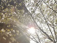 -西安青龙寺遗址景区