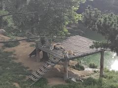 -西霞口神雕山野生动物世界