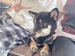 -柴犬高等学院·狗咖·柴犬售卖·宠物训练