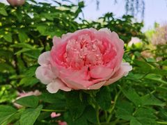 -洛阳市隋唐城遗址植物园