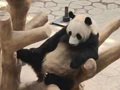 -沈阳森林动物园