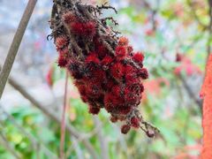 -云岫谷游猎自然风景区