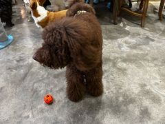 -more than meow吴止猫主题餐厅(承德 中船汇店)