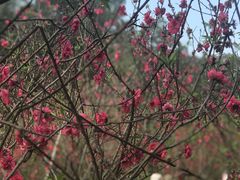 -南国桃园旅游度假区