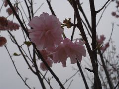 -天适樱花悠乐园