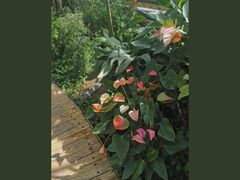 -国家植物园南园