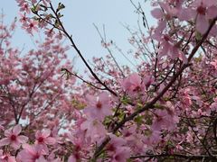 -天适樱花悠乐园