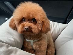 -帕帕拉兹宠物(亚洲旗舰店)