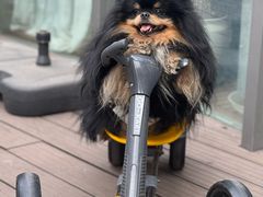 -百好乐宠物友好餐厅(朝外大街店)