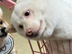-逗柴咖啡屋·狗咖猫咖宠物桌游