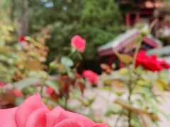 -新川办餐厅