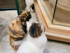 -瞄一喵猫咖(格力海岸店)