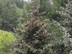 -塞罕坝国家级自然保护区